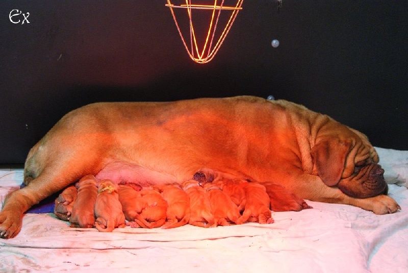 Chiot Dogue de Bordeaux de l'exigence